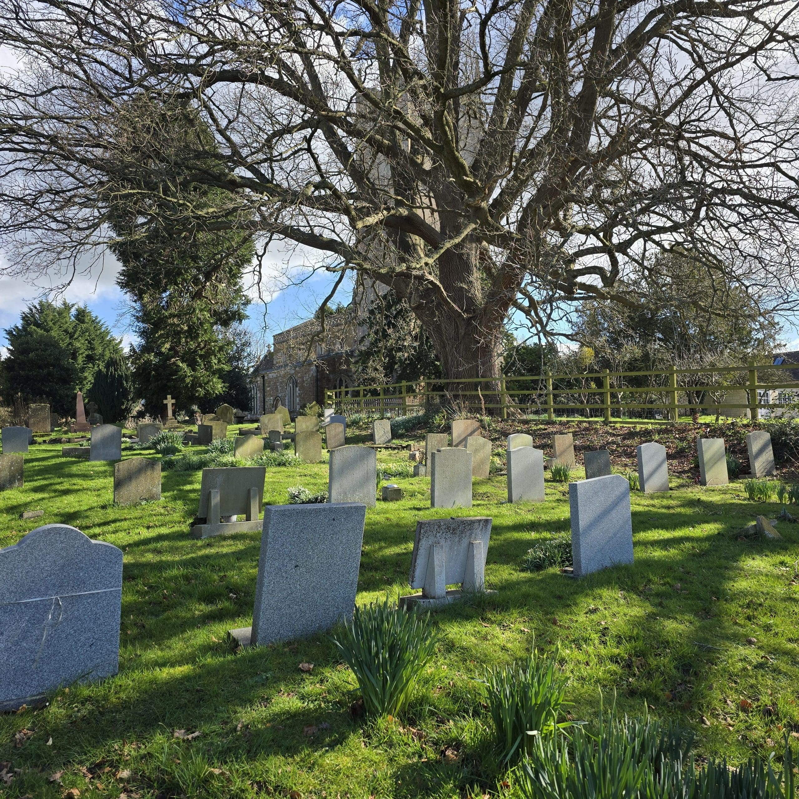 A graveyard with rows of headstones stands under a large, leafless tree. The grass is green with small clusters of daffodils, and a stone church is visible in the background—evidence of careful Grave Maintenance by skilled Memorial Masons.