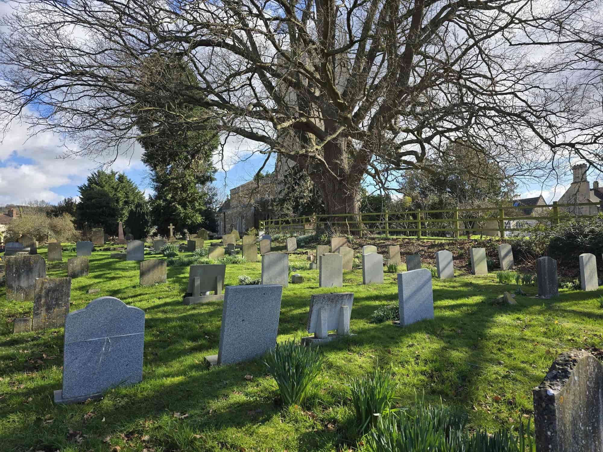 A cemetery with rows of gravestones on green grass, daffodils blooming among them. A large, leafless tree dominates the background, with a wooden fence and buildings visible under a partly cloudy sky.